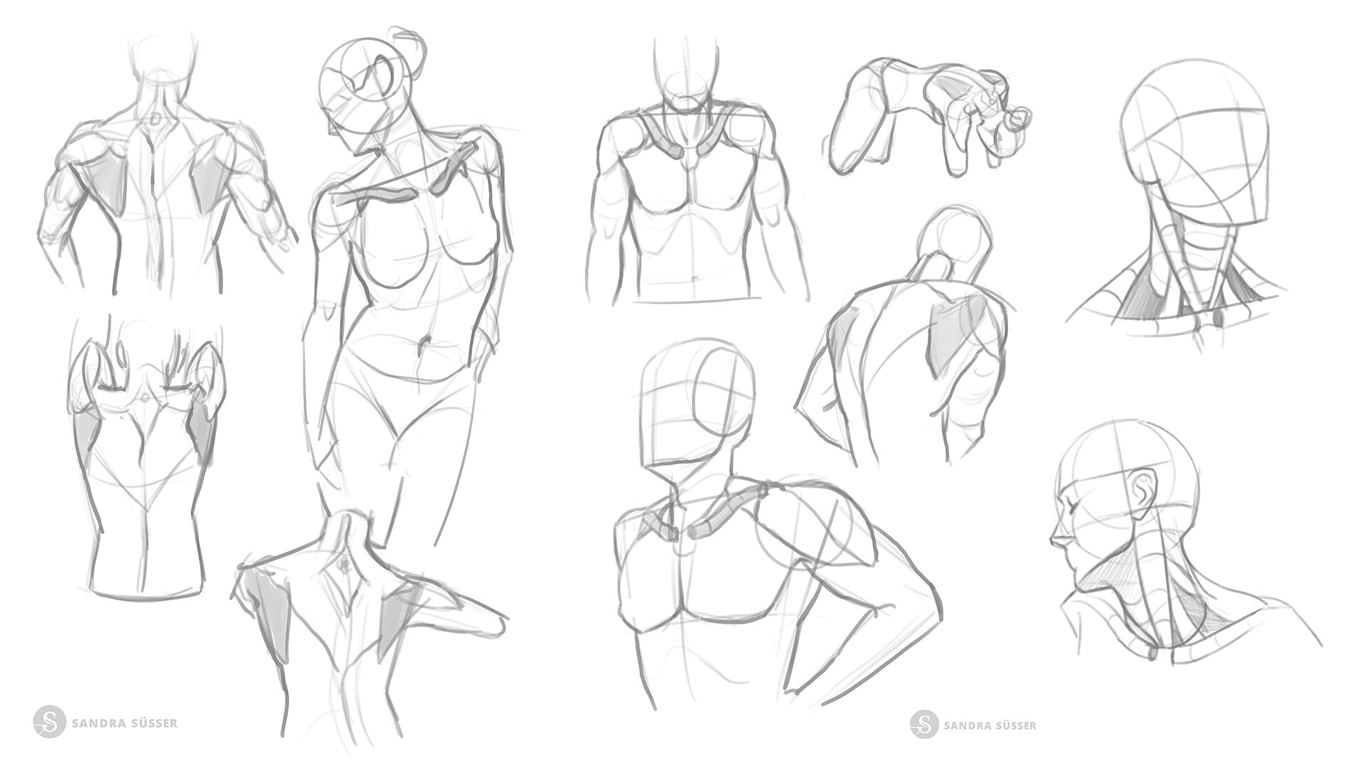 zeichengrundlage_anatomie_sandrasuesser_sartschool Gewohnheiten ändern