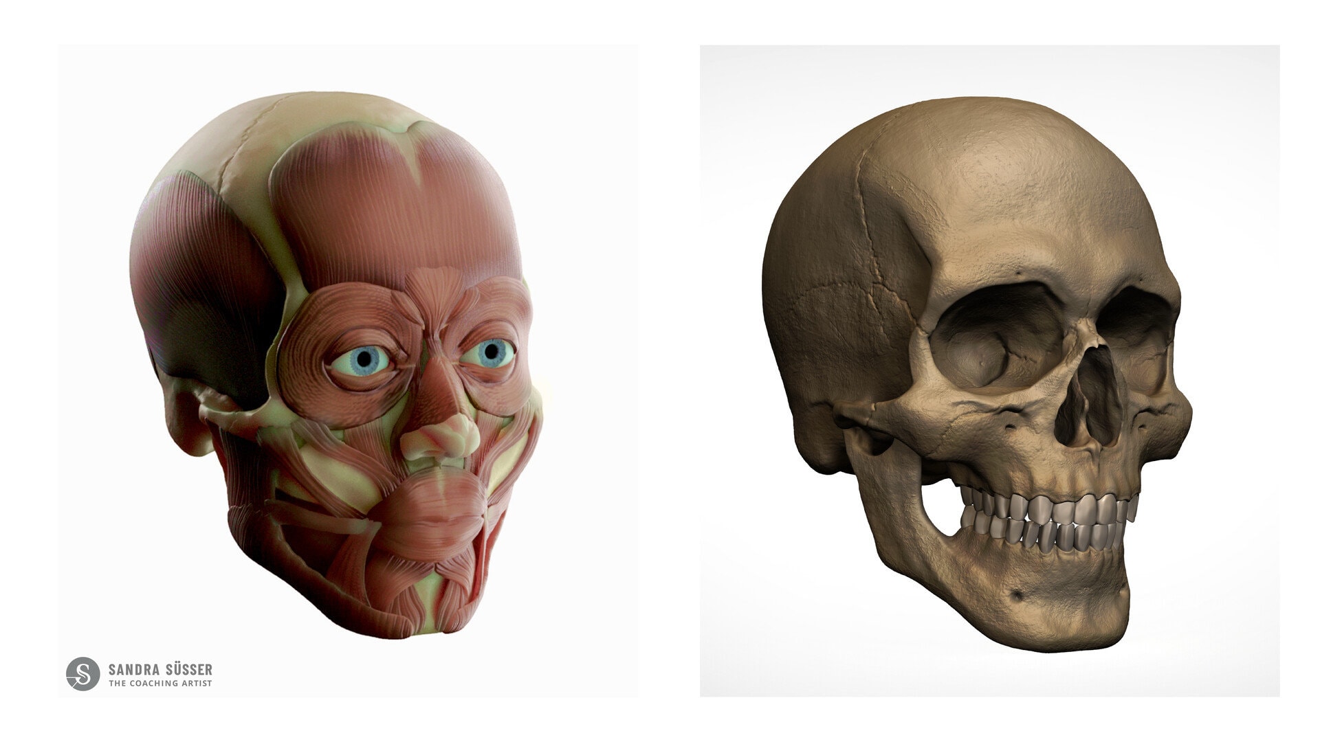 3D Modellieren lernen – Sandra Süsser Art / Medizinische Illustration